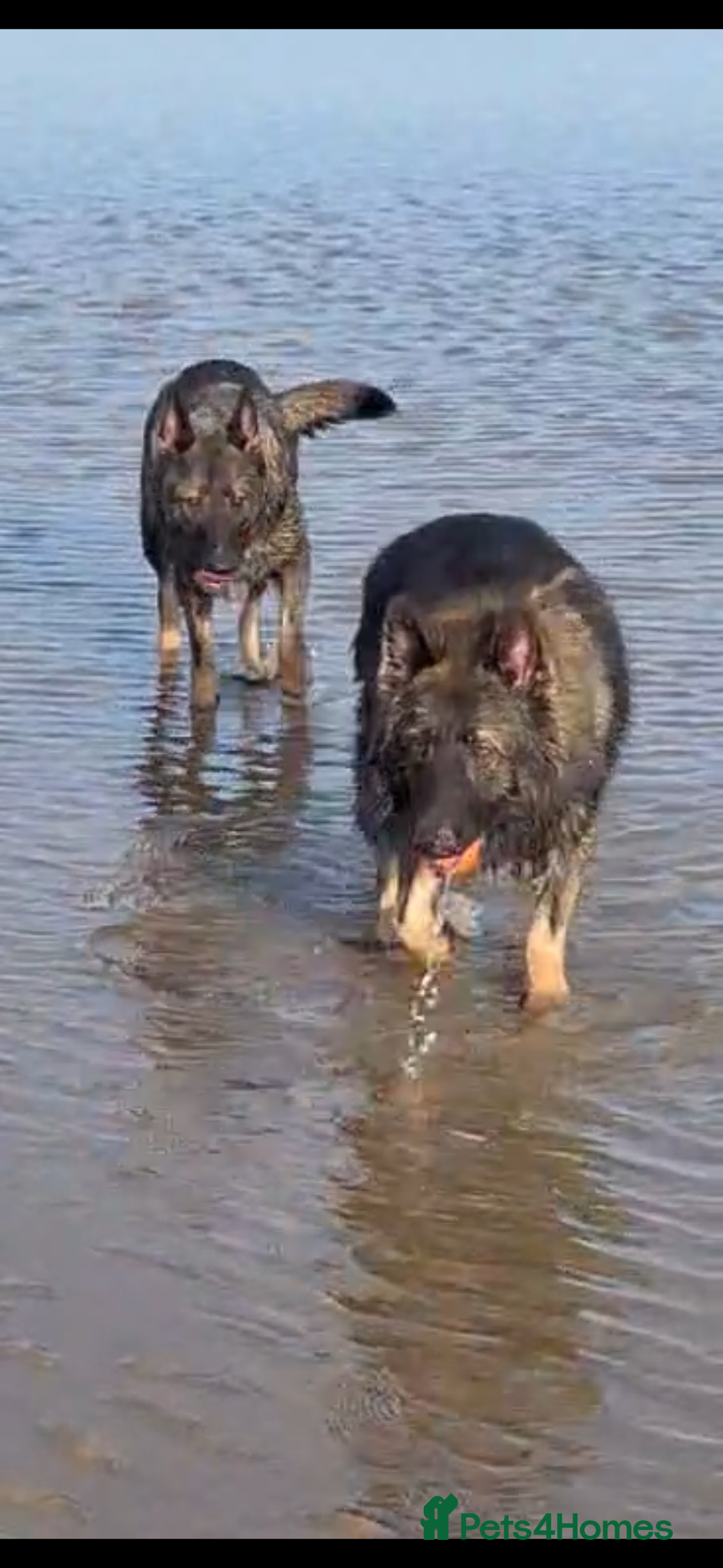German Shepherd dogs for stud: German shepherd for stud  in Bexhill-on-Sea - Image 3