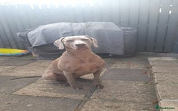 Weimaraner dogs for stud: GHOST Silver Weimeraner 3years Full Ped & Papers  - Image 2