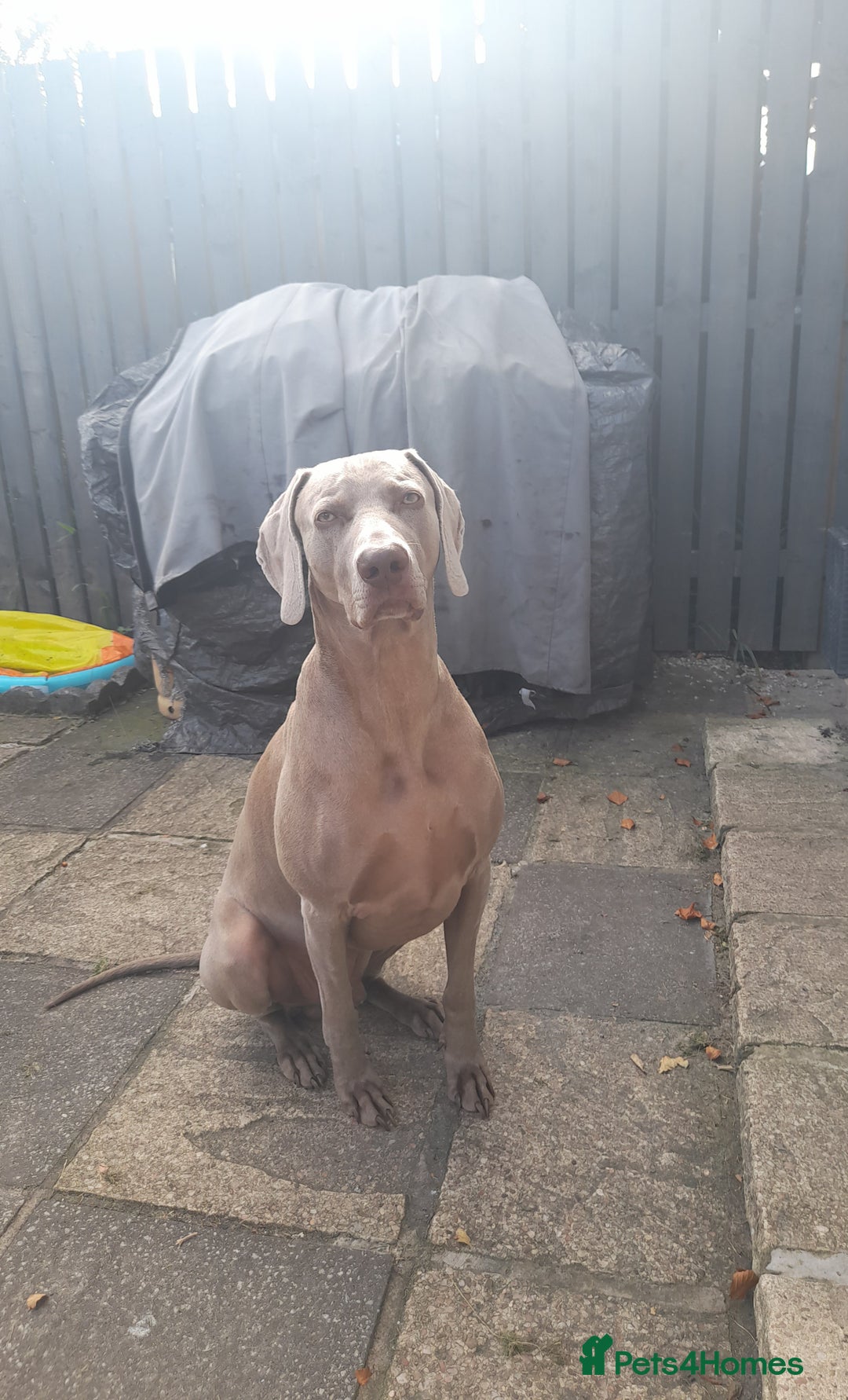 Weimaraner dogs for stud: GHOST Silver Weimeraner 3years Full Ped & Papers  - Image 2