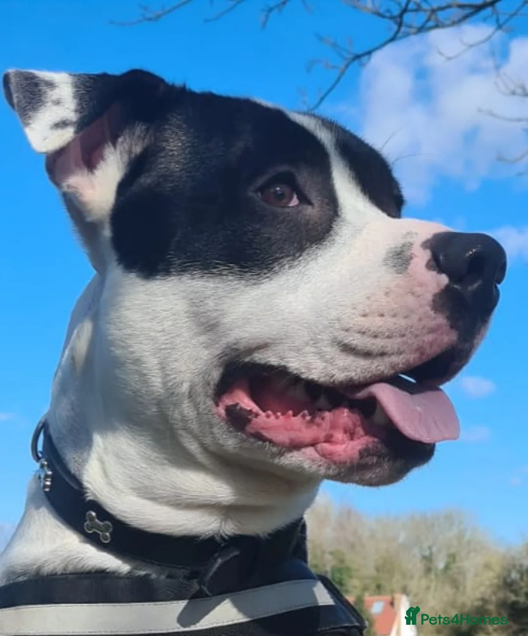 Staffordshire Bull Terrier dogs for stud: Albert the staffy  in Orpington - Advert 2