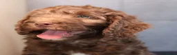 Labradoodle dogs for sale: Ready now , first vaccine complete & health check  - Advert 15