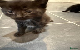 Mixed Breed cats for sale: Fluffy kitten looking for there home - Image 7