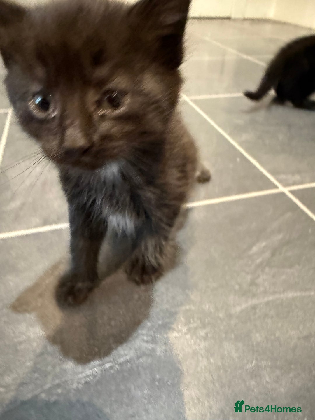 Mixed Breed cats for sale: Fluffy kitten looking for there home - Image 7