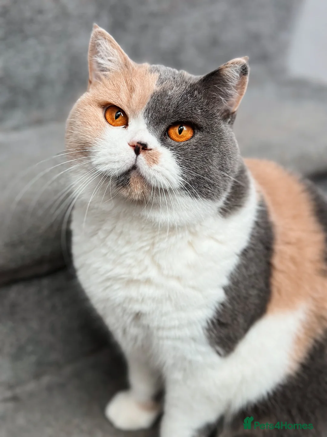 British Shorthair cats for sale: Peach  - Advert 2