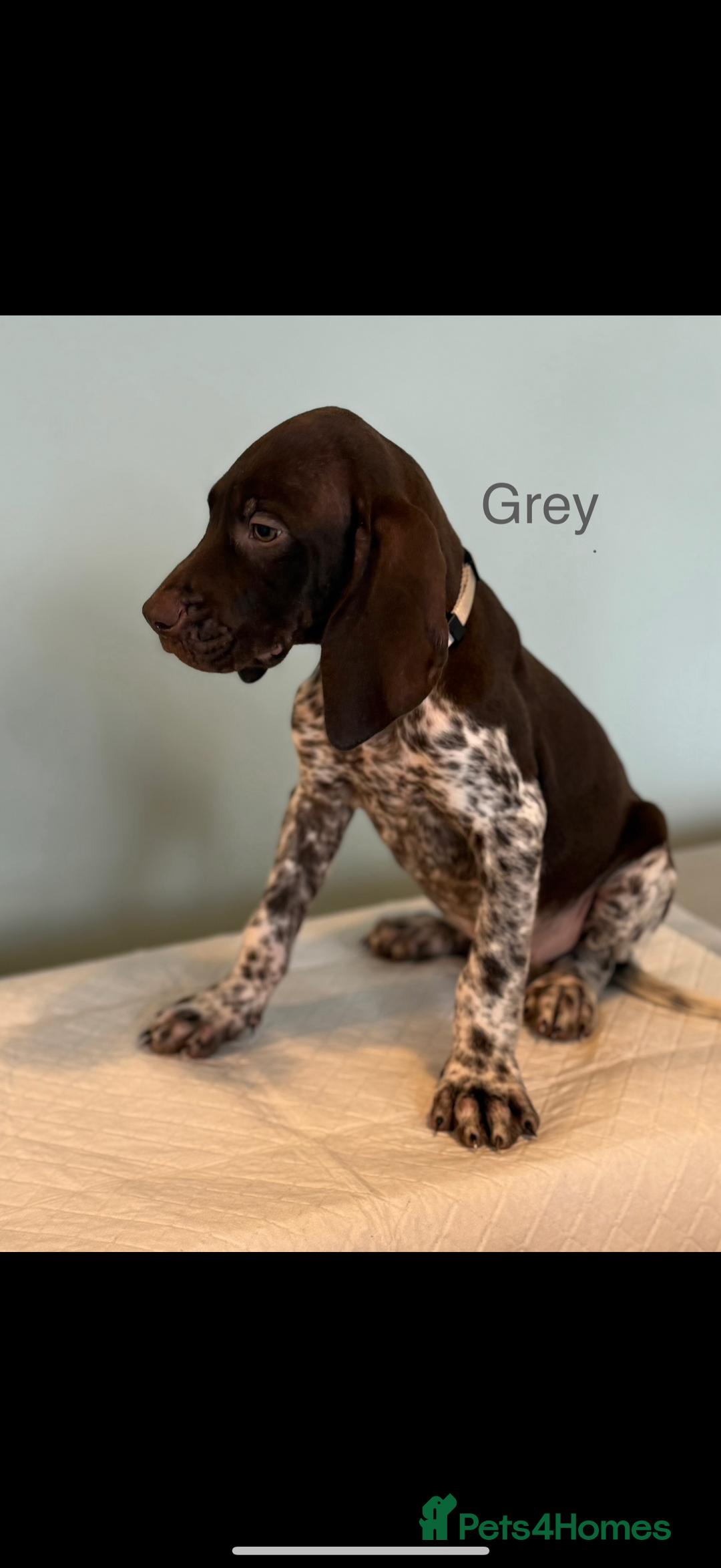 German Shorthaired Pointer dogs for sale: KC registered German Shorthair Pointer Puppy - Advert 27