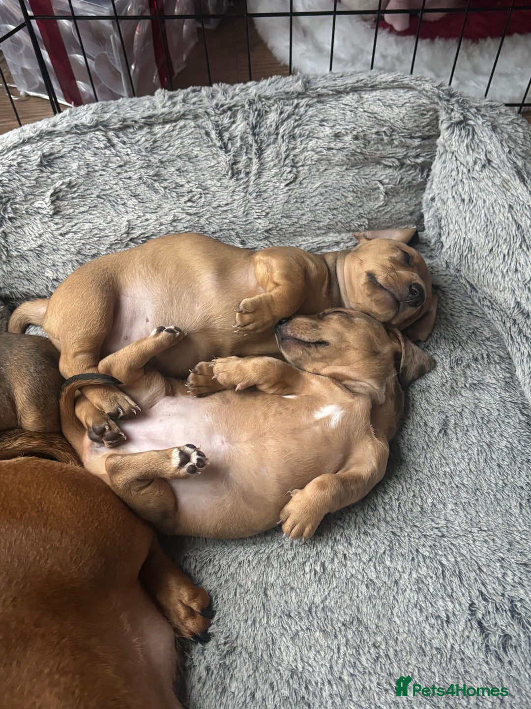 Miniature Dachshund dogs for sale: **READY TO GO NOW** Miniature dachshund puppies!  - Advert 4