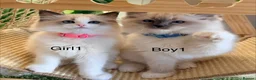 Ragdoll cats for sale: Stunning  European bloodline Ragdoll kittens  - Advert 4