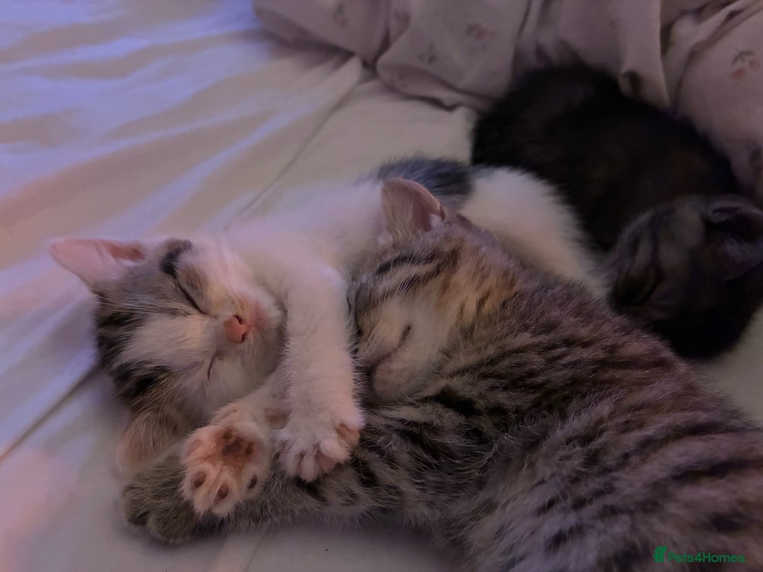 British Shorthair cats for sale: Last Sweet British Shorthair X Kitten - Advert 6