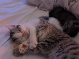 British Shorthair cats - Advert 5