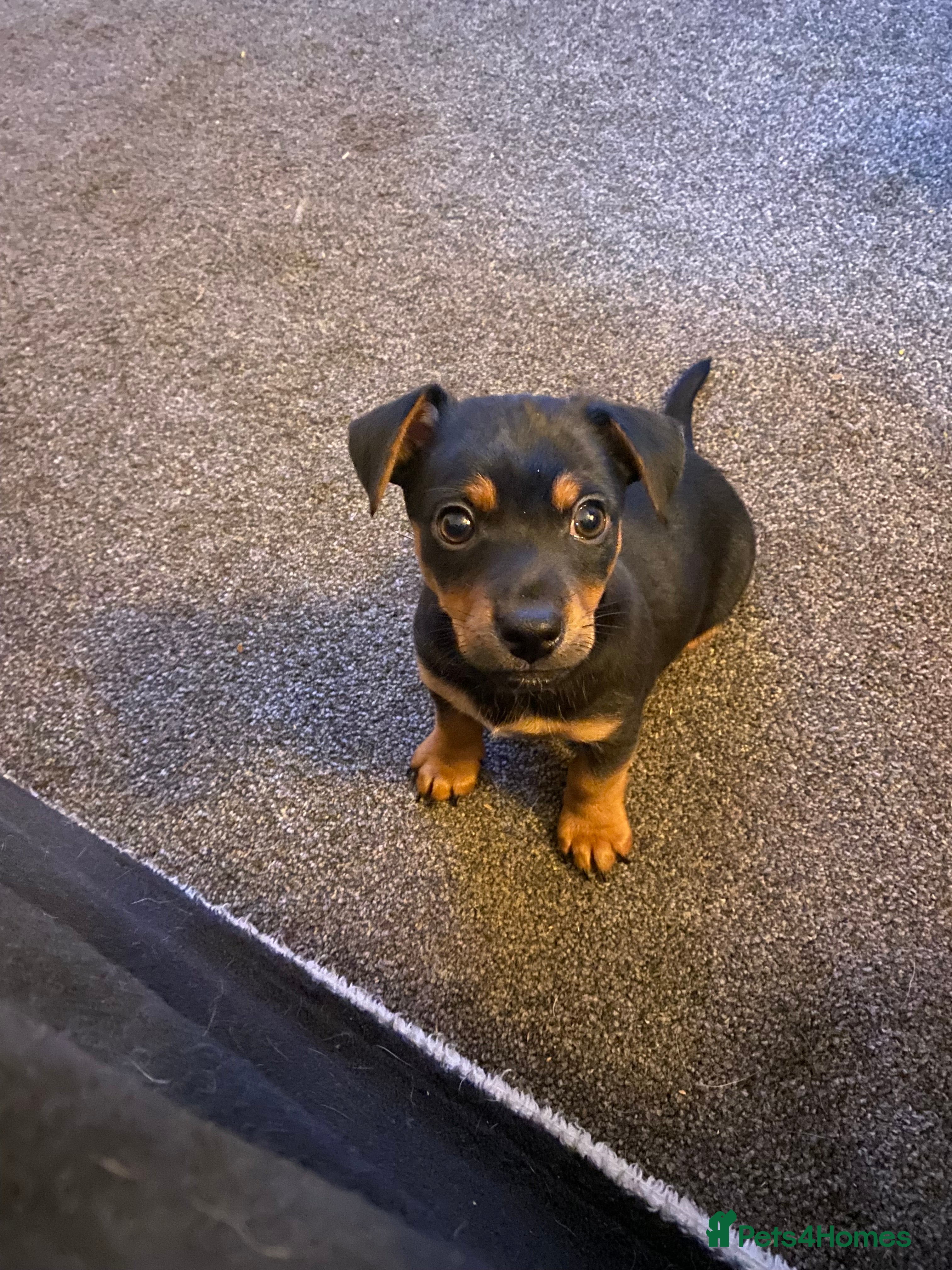 Jack Russell dogs 1 beautiful short leg smooth coat boy  - Advert 2