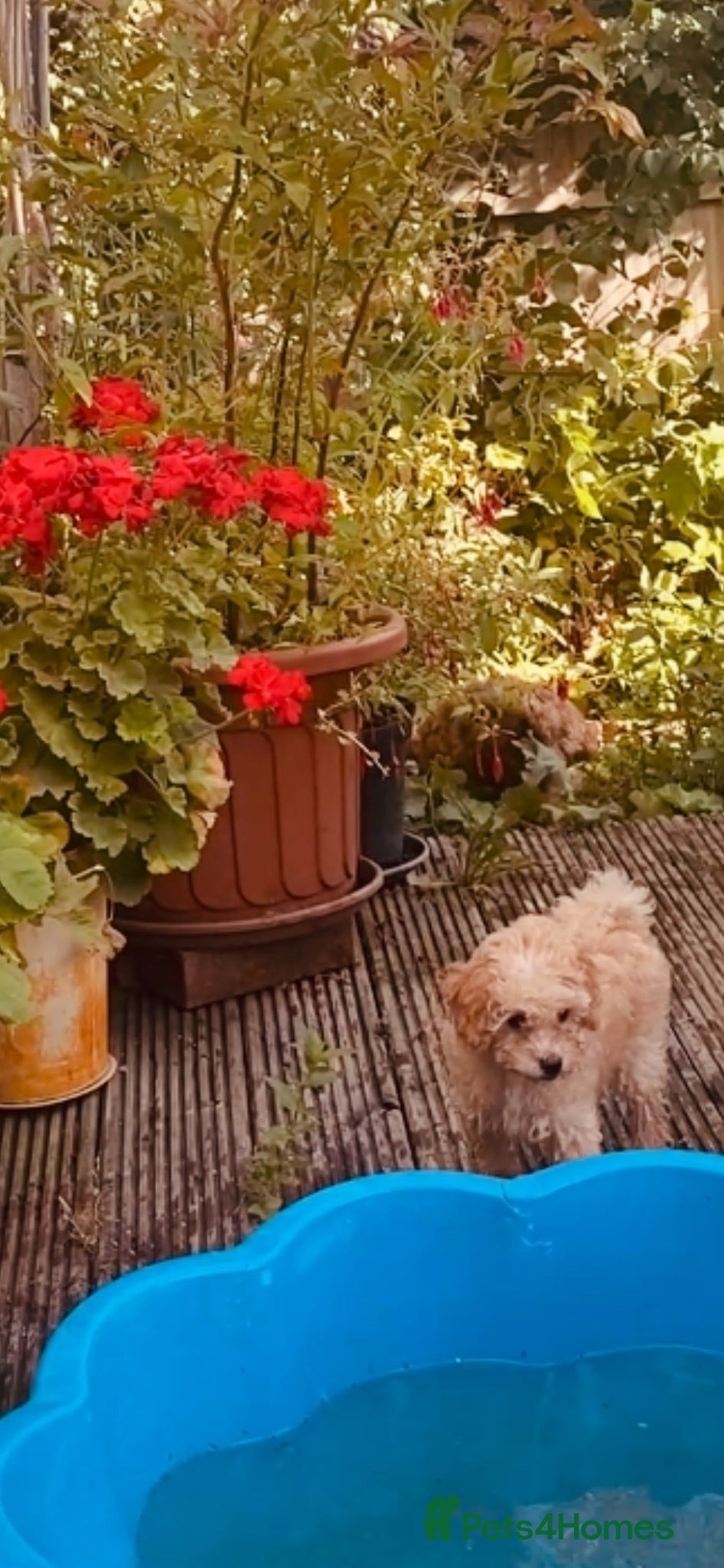 Cockapoo dogs 🐶Ready 23rd July🐶 Toy and min cockapoo F1bb. - Advert 12