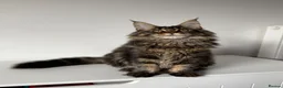 Maine Coon cats for sale: XL Russian Cubs 💙 - Advert 3