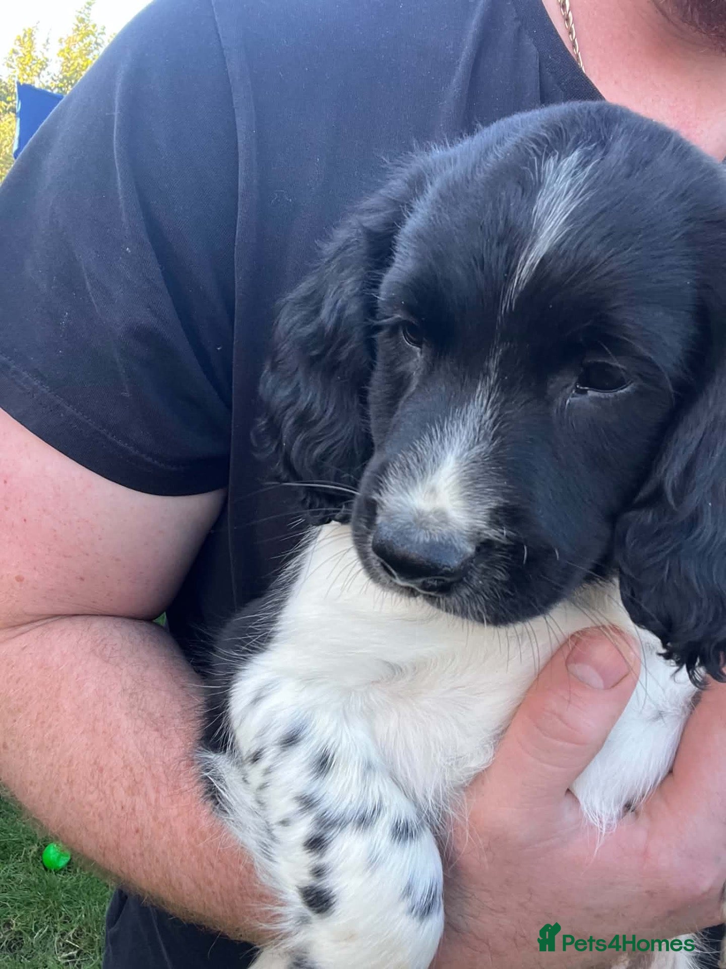 English Springer Spaniel dogs English springer spaniel puppies  - Advert 3