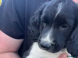 English Springer Spaniel dogs English springer spaniel puppies - Advert 3