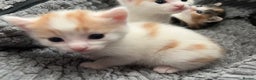 Mixed Breed cats for sale: Mixed breed kittens loving for their forever home - Advert 10