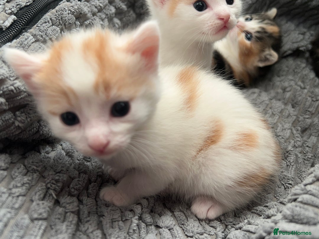 Mixed Breed cats for sale: Mixed breed kittens loving for their forever home - Advert 10