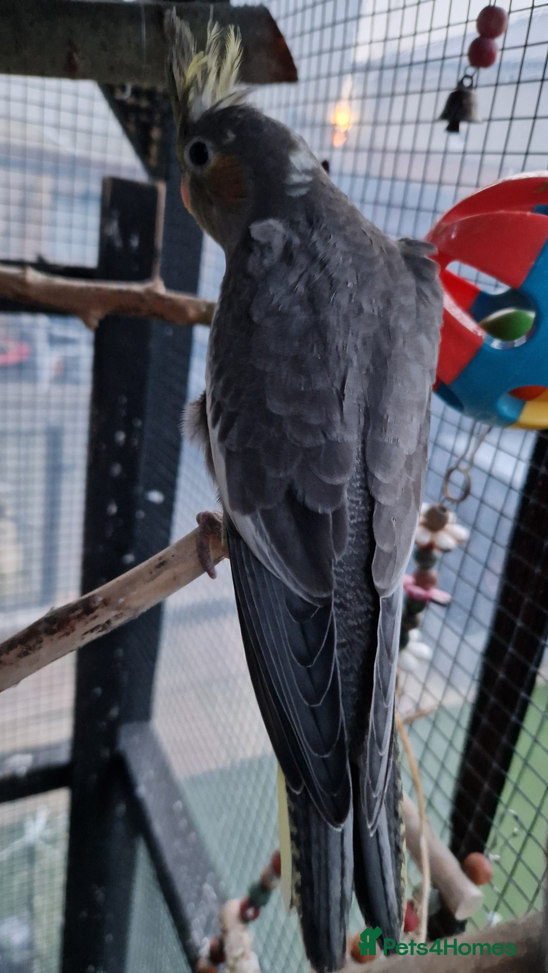 Cockatiels birds for sale: 1x 8 week old cockatiel £85  - Image 14