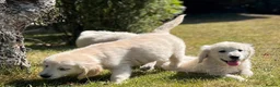 Golden Retriever dogs for sale: Stunning Golden Retriever Puppies for sale - Advert 6