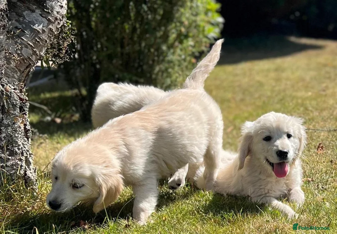 Golden Retriever dogs for sale: Stunning Golden Retriever Puppies for sale - Advert 6