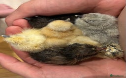 Chickens poultry for sale: Gorgeous Lavender Bantam Cockerel - Image 1