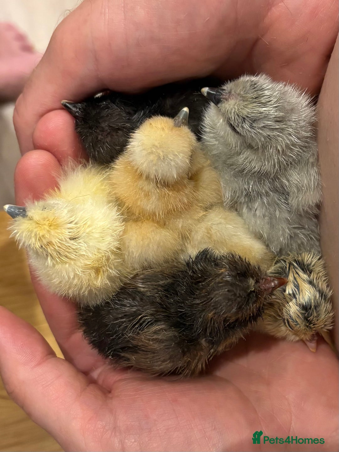 Chickens poultry for sale: Gorgeous Lavender Bantam Cockerel - Image 1