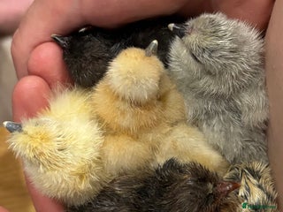 Chickens poultry - Advert 29