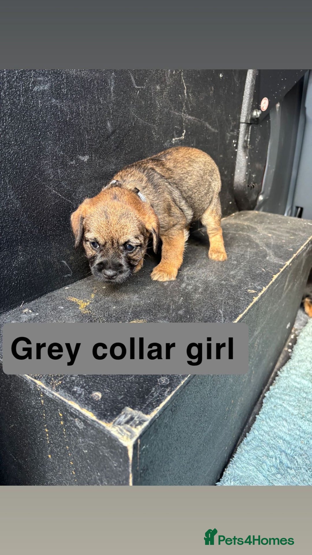 Border Terrier dogs for sale: Border terrier pups  - Advert 5