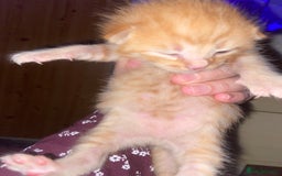 British Shorthair cats for sale: 3 kittens  - Image 3