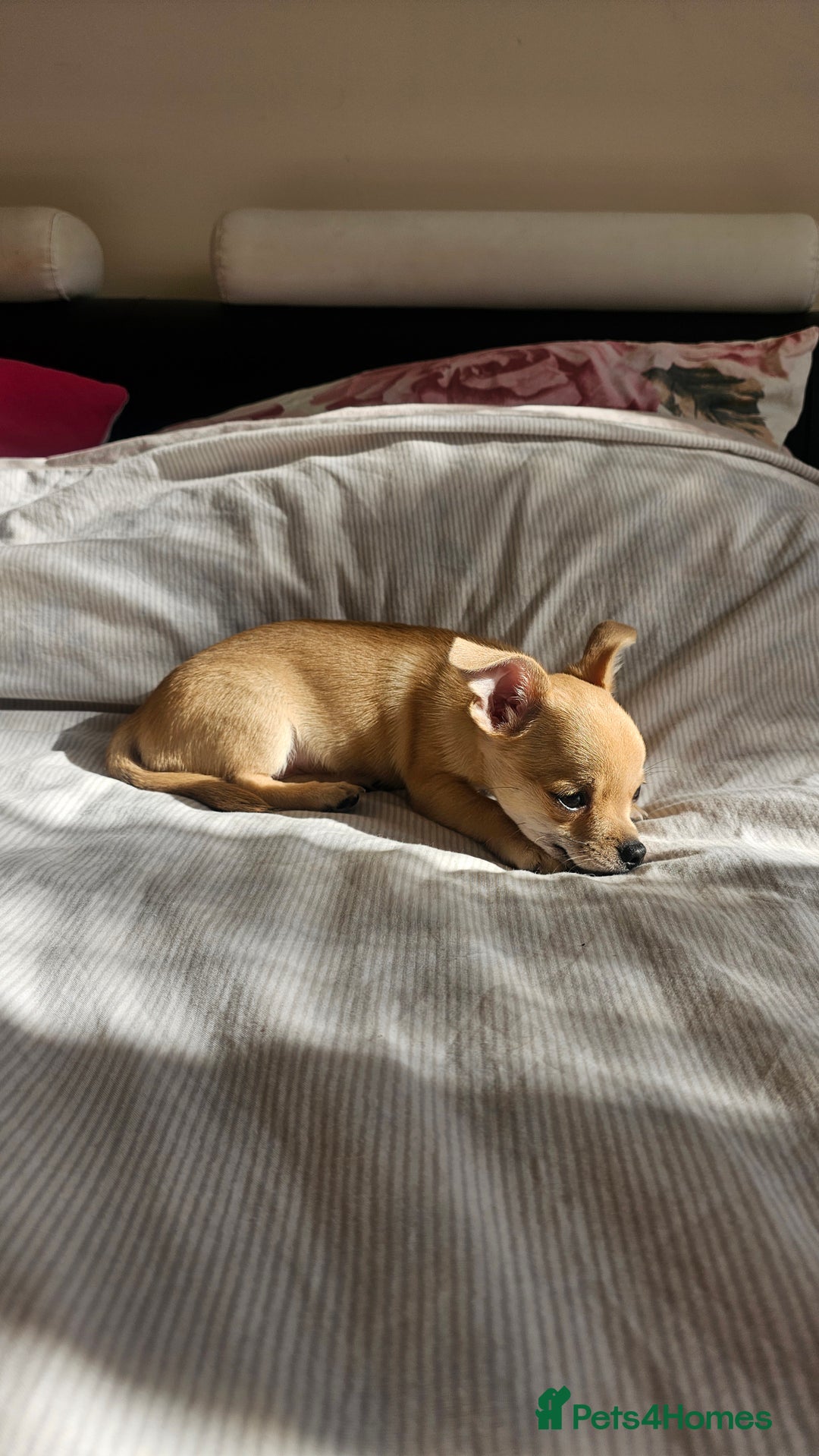 Chihuahua dogs for sale: Chihuahua puppie Small size - Image 3