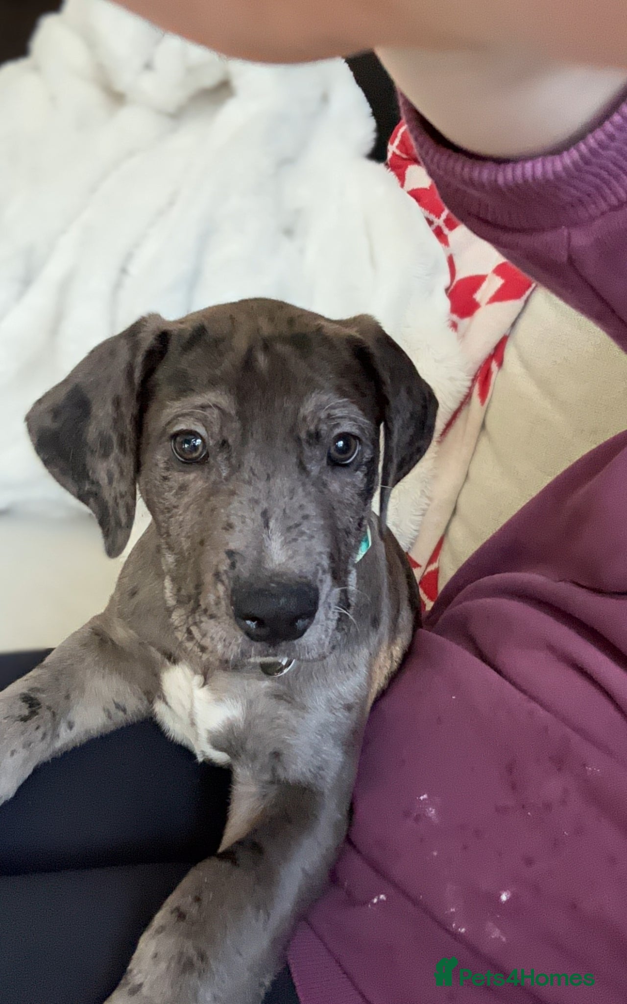 Mixed Breed dogs Great Dane mix for sale - Advert 2