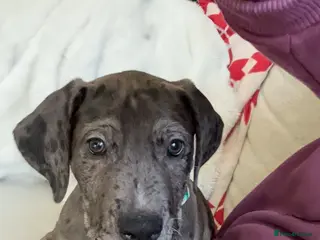 Mixed Breed dogs Great Dane mix for sale - Advert 2