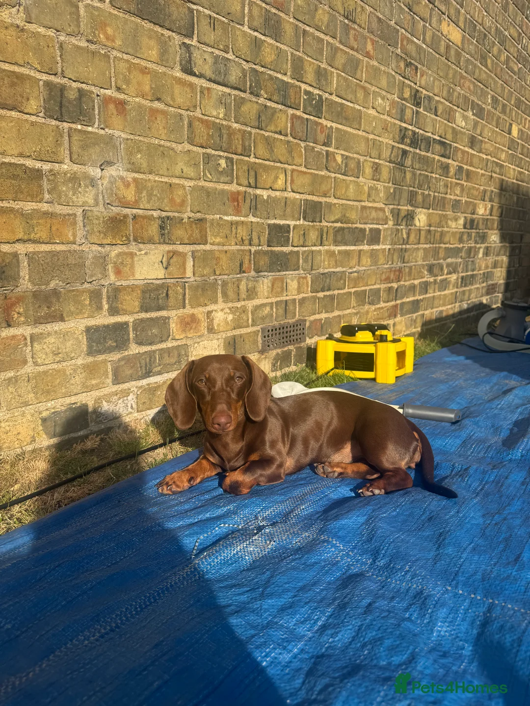 Dachshund dogs for sale: Mabel the Dachshund 🐶 REHOME FOR FREE  - Advert 10