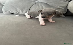 Miniature Dachshund dogs for sale: Micro mini dachshund  - Image 22