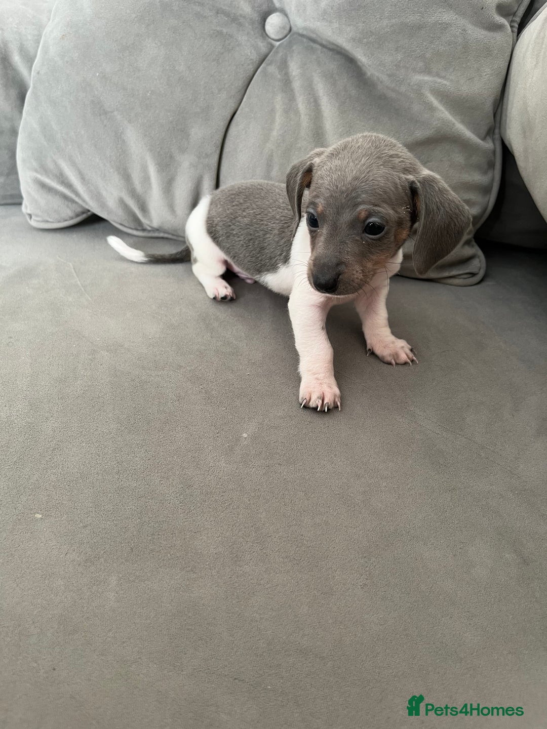 Miniature Dachshund dogs for sale: Micro mini dachshund  - Image 22