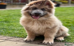 German Shepherd dogs for stud: Blue German shepherd PROVEN  - Image 5