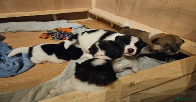 Akita dogs Beautiful Akita puppies - Advert 11