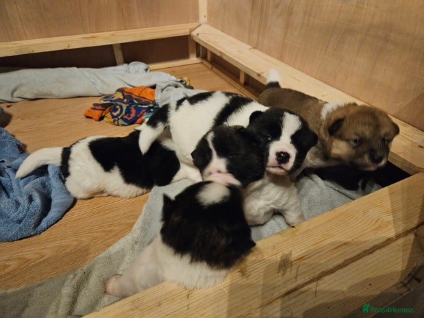 Akita dogs - Advert 2