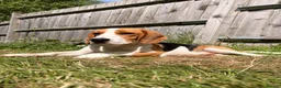 Beagle dogs for sale: 10 month old male beagle  in Winchester - Advert 5