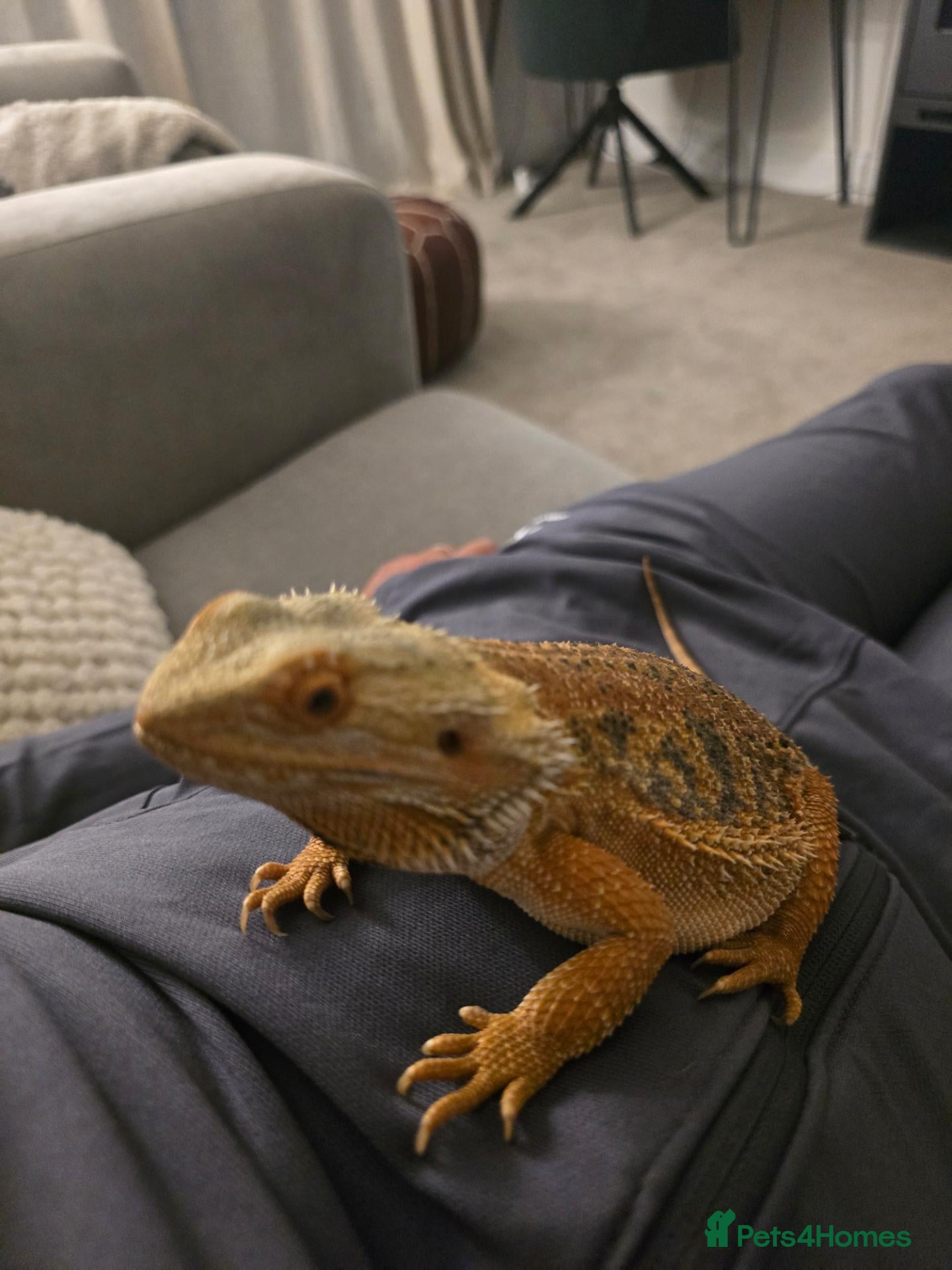 Bearded Dragon reptiles for sale: Bearded dragon  - Advert 2