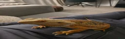 Bearded Dragon reptiles for sale: Bearded dragon  in Thetford - Advert 1
