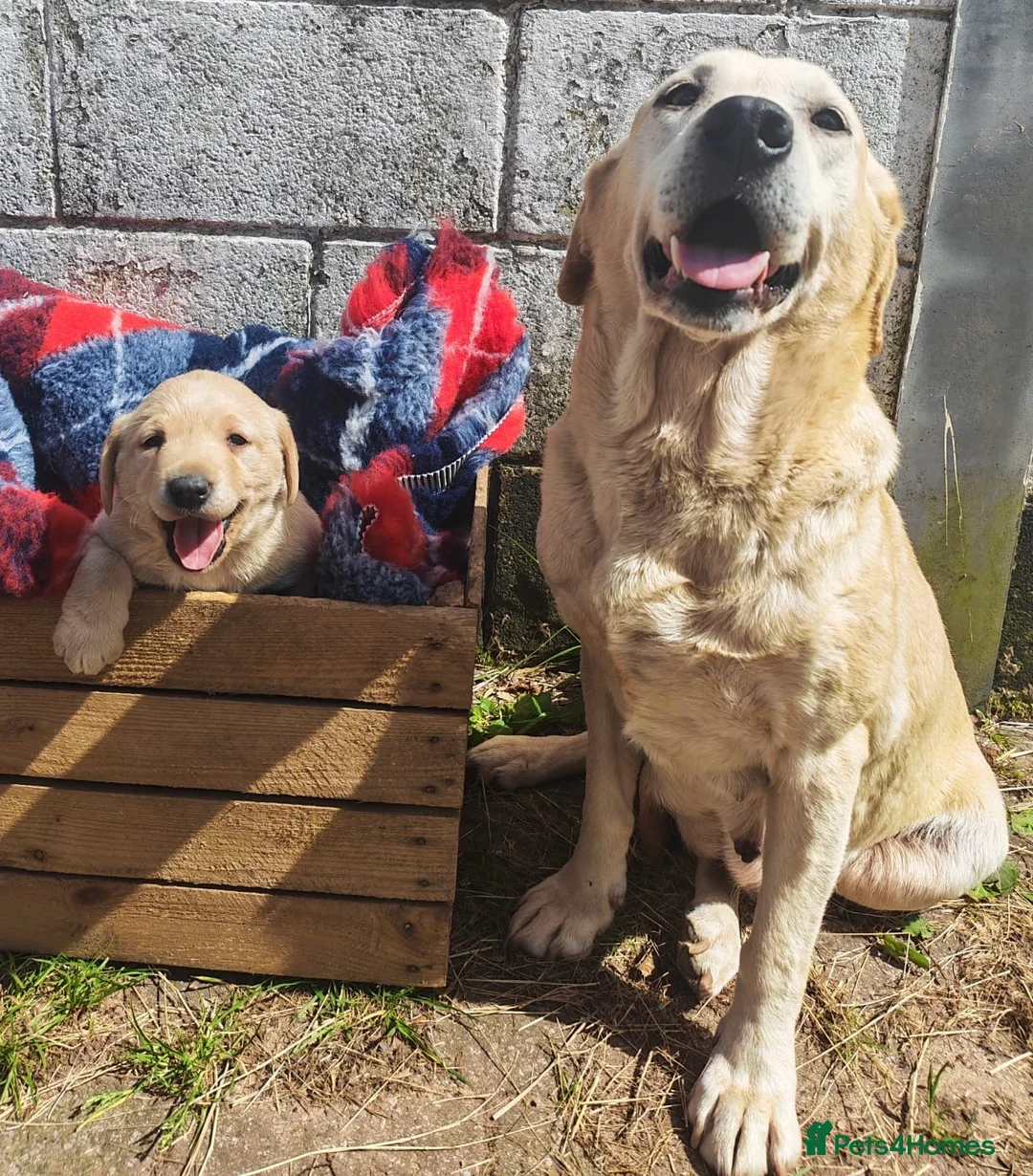Labrador Retriever dogs for sale: Kc registered Working labrador puppies  - Advert 2
