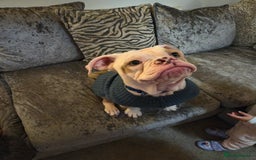 Old Tyme Bulldog dogs for sale: Old Tyme Bulldog - Image 7