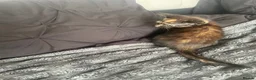 British Shorthair cats for sale: 4 9 week old kittens  - Advert 17