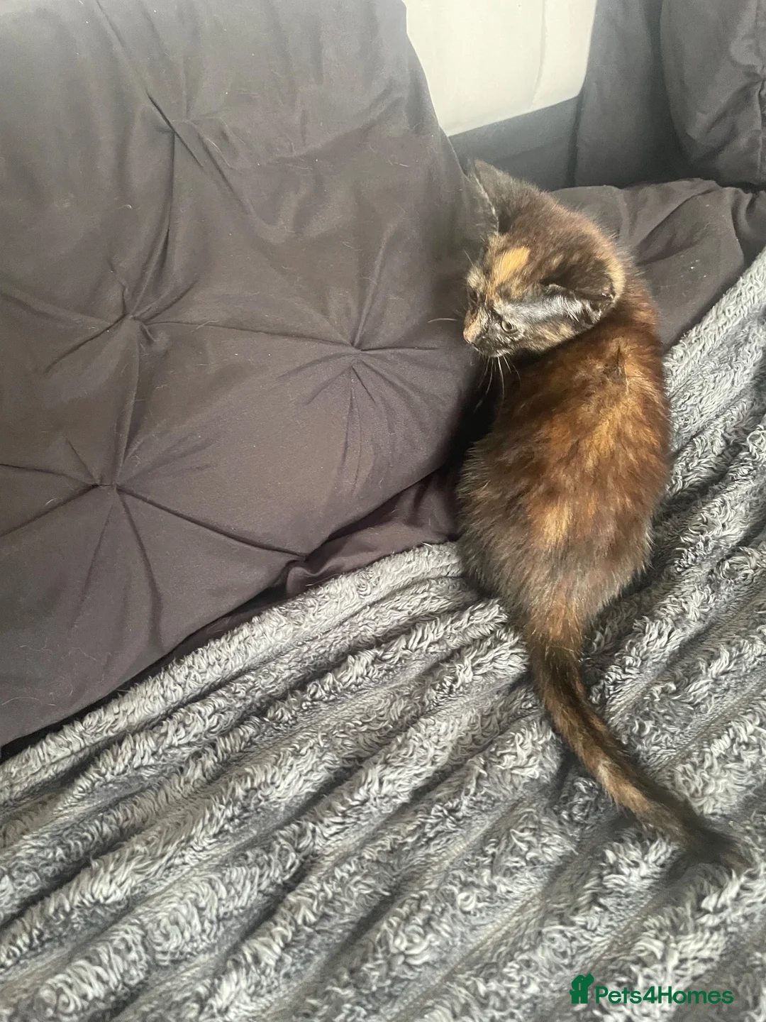 British Shorthair cats for sale: 4 9 week old kittens  - Advert 17