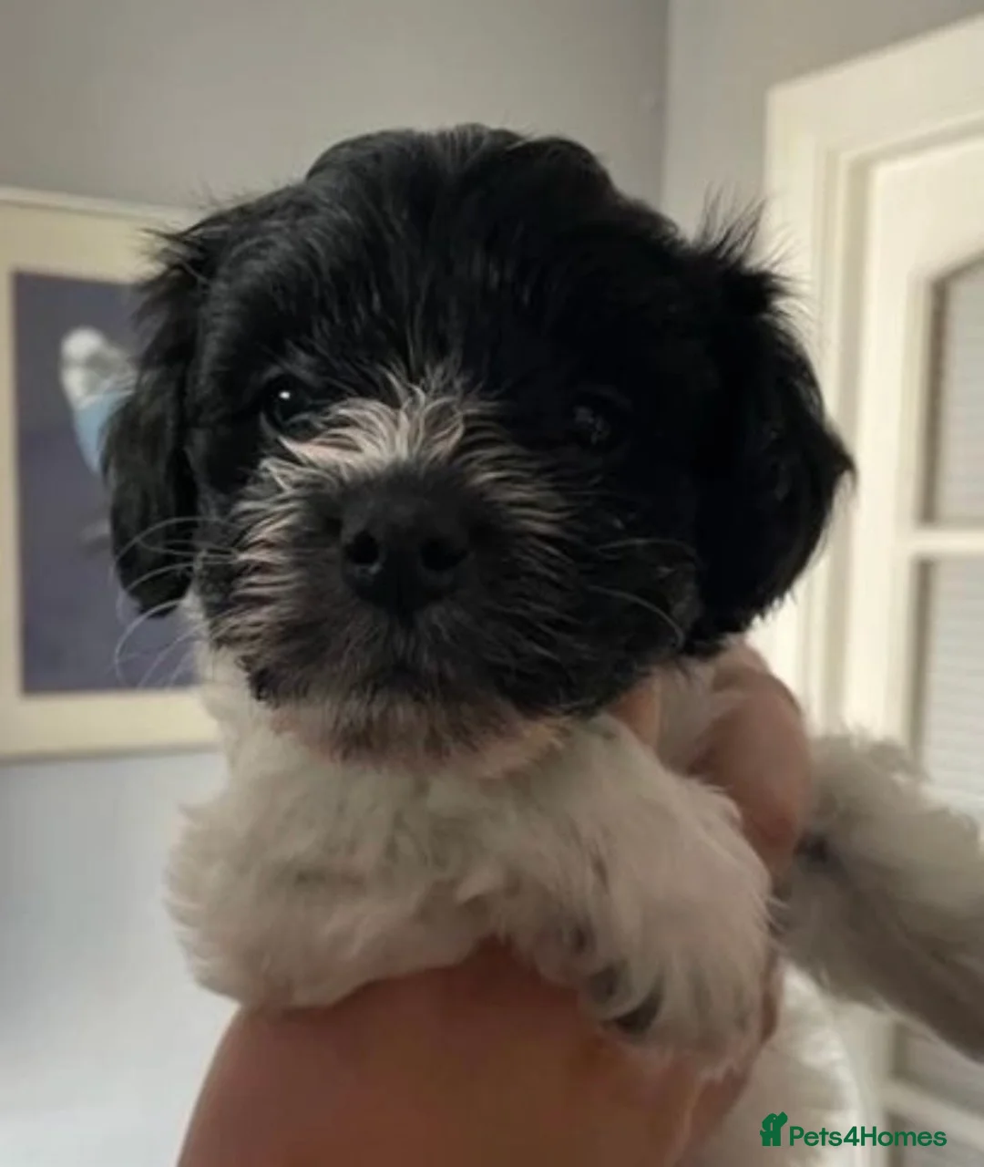 Miniature Schnauzer dogs for stud: KCChoc/White Miniature Schnauzer Stud MAC BVACLEAR in Coventry - Advert 17