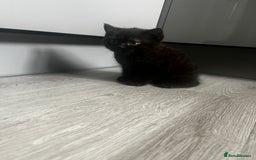 British Shorthair cats for sale: Dark chocolate british shorthair boy - Image 3