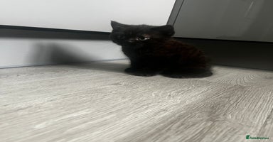 British Shorthair cats - Advert 6