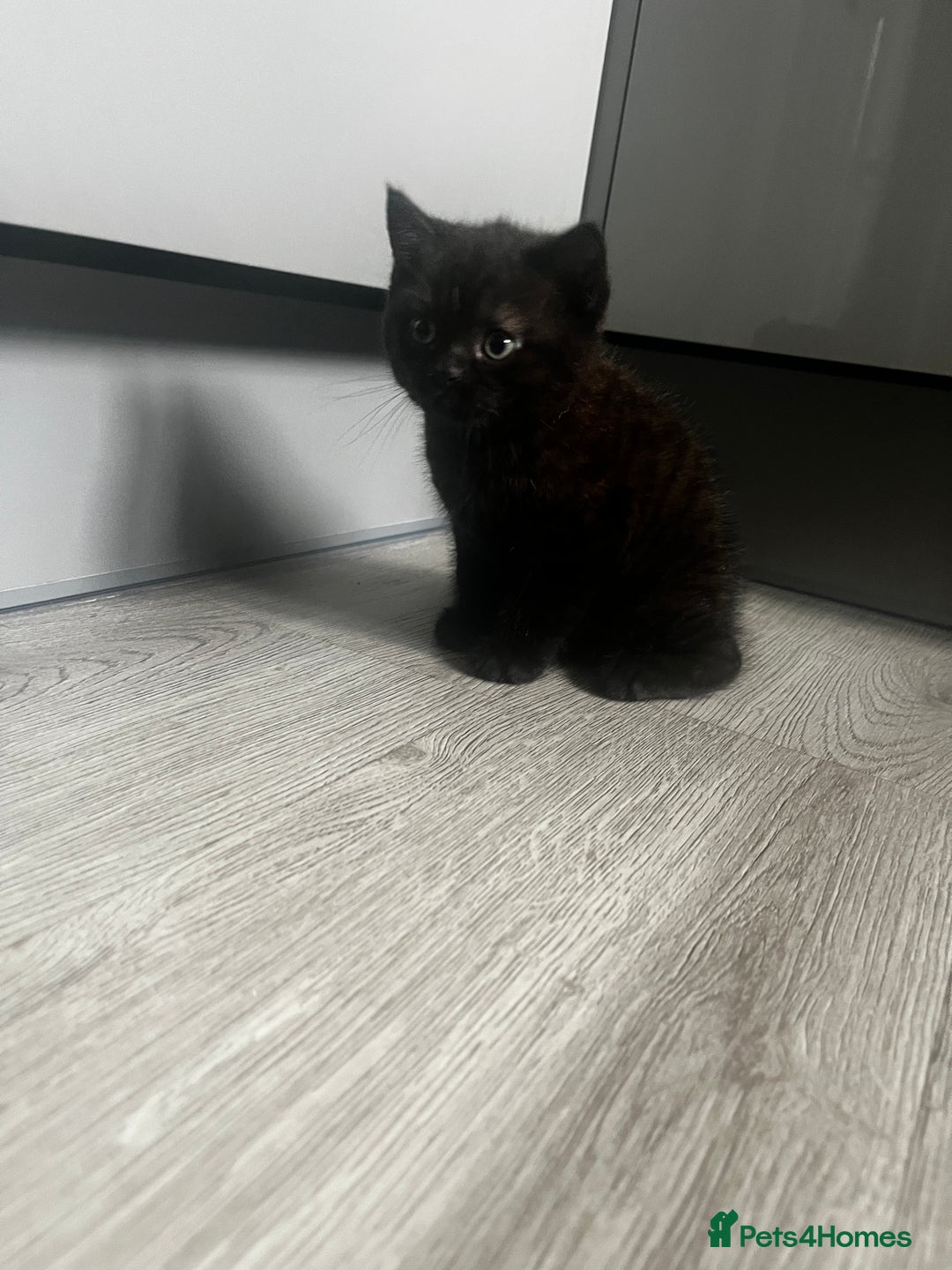 British Shorthair cats for sale: Dark chocolate british shorthair boy - Image 3