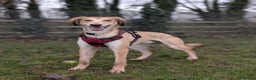 Saluki dogs for adoption: Falkor - Advert 2