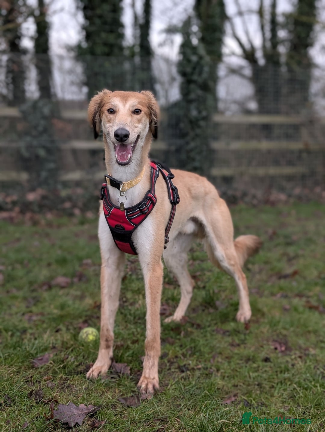 Saluki dogs for adoption: Falkor - Advert 2